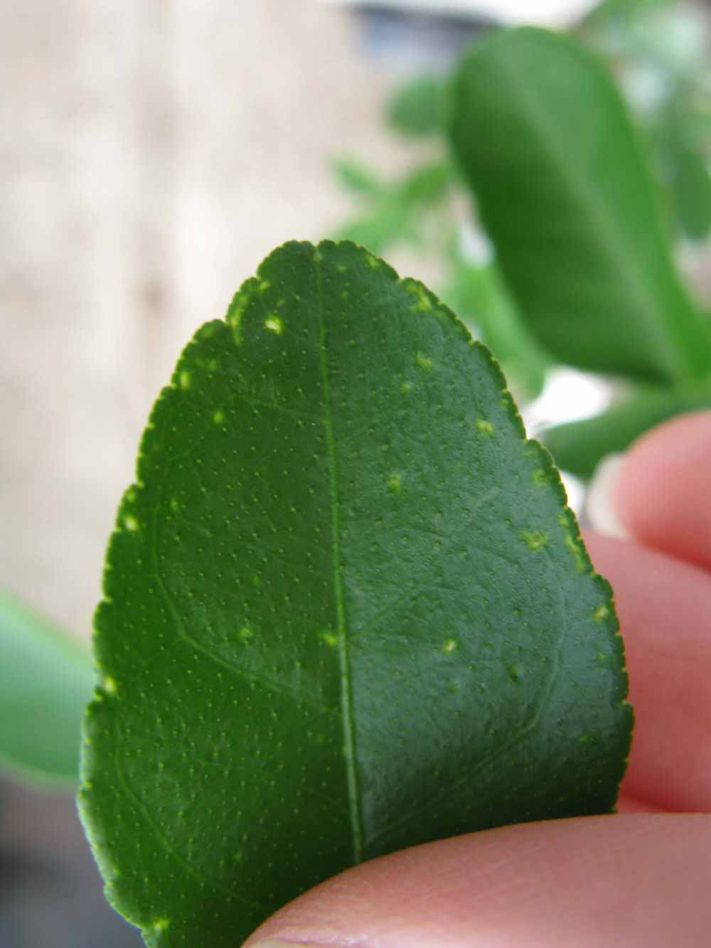              Margin (Phillip Rucks Citrus Nursery, Frostproof, FL)       